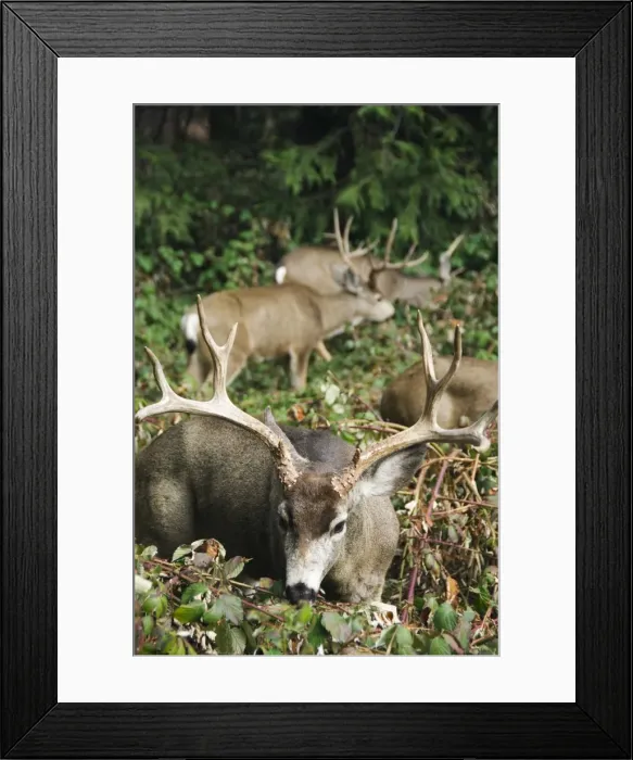 Framed Print : Mule buck deer with an impressive set of antlers Framed Print : Mule buck deer with an impressive set of antlers
