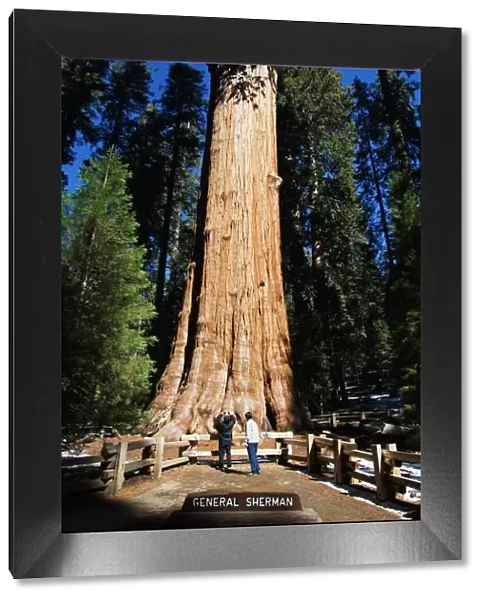 Tourists dwarfed by the General Sherman Sequoia Tree