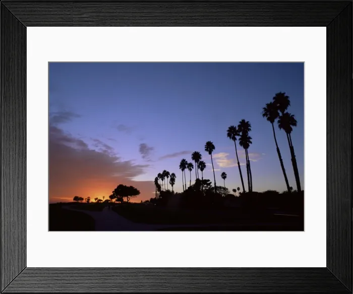 Framed Print : Palm trees in silhouette in park on bluff overlooking Framed Print : Palm trees in silhouette in park on bluff overlooking