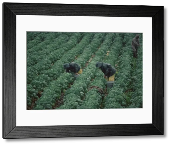 Framed Print : Harvesting Brussels sprouts Framed Print : Harvesting Brussels sprouts