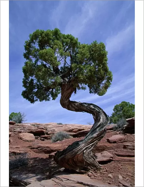 Juniper tree with curved trunk
