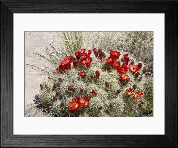 Framed Print : Claretcup Cactus (Echinocereus triglochidiatus) bloom Framed Print : Claretcup Cactus (Echinocereus triglochidiatus) bloom