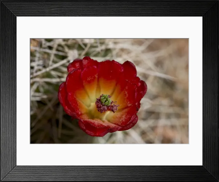 Framed Print : Claretcup Cactus (Echinocereus triglochidiatus) bloom Framed Print : Claretcup Cactus (Echinocereus triglochidiatus) bloom