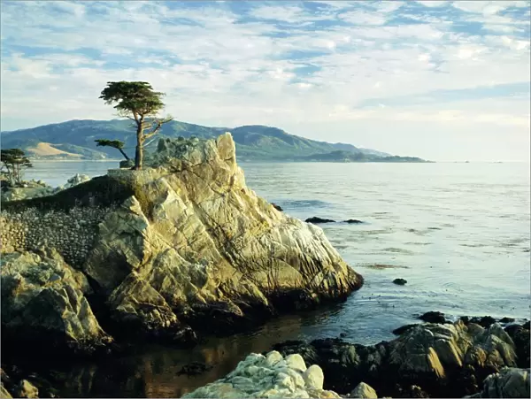 The Lone Cypress Tree on the coast