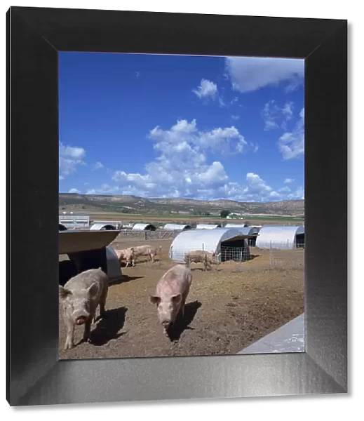 Pigs and metal styes on a pig farm in Colorado