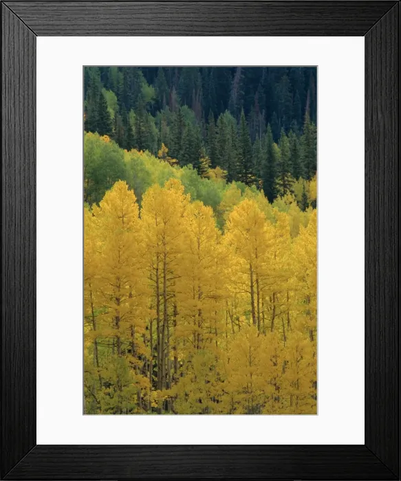 Framed Print : Yellow aspens Framed Print : Yellow aspens
