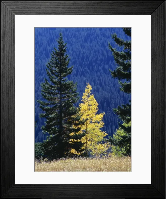 Framed Print : Yellow aspen and conifers, Colorado, United States of America (U Framed Print : Yellow aspen and conifers, Colorado, United States of America (U