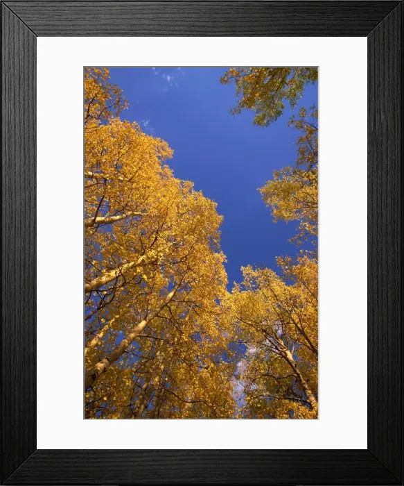 Framed Print : Yellow aspens in the fall Framed Print : Yellow aspens in the fall