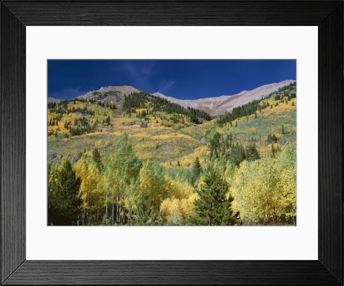 Framed Print : Aspen trees, Independence Pass, Colorado, United States of America (U Framed Print : Aspen trees, Independence Pass, Colorado, United States of America (U