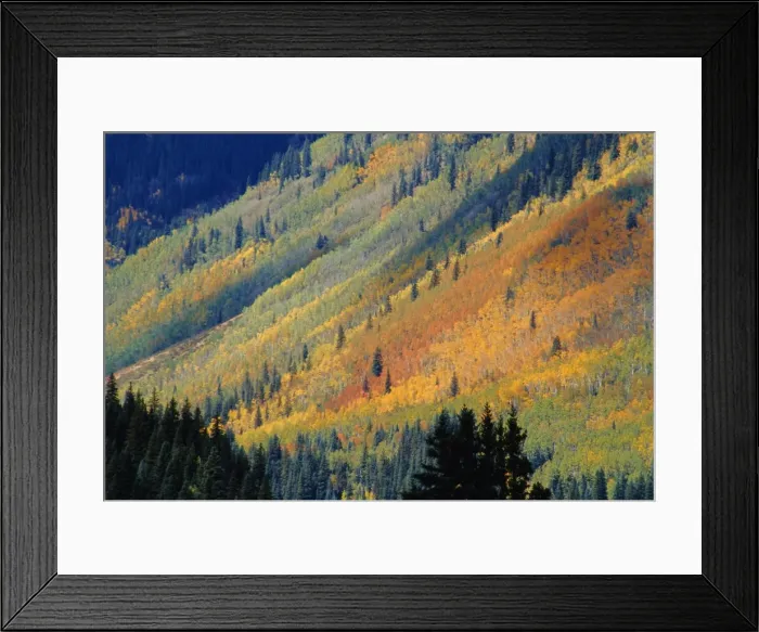 Framed Print : Aspen pines Framed Print : Aspen pines