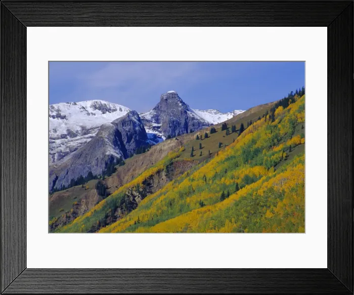 Framed Print : Aspen pines and snowy peaks Framed Print : Aspen pines and snowy peaks
