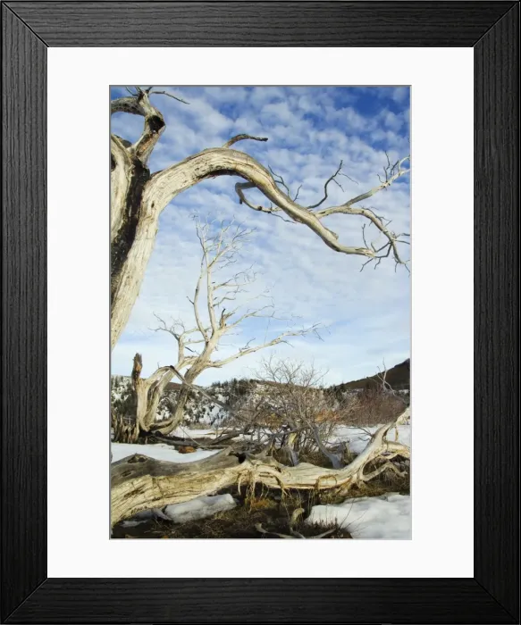 Framed Print : Gnarled old tree trunk in Mesa Verde National Park Framed Print : Gnarled old tree trunk in Mesa Verde National Park