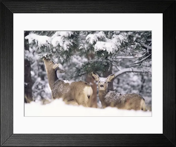 Framed Print : Mule deer mother and fawn in snow Framed Print : Mule deer mother and fawn in snow