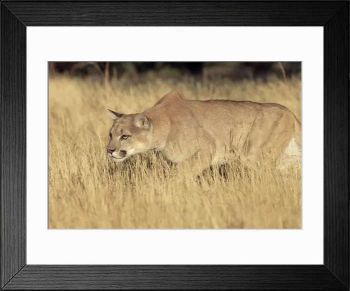 Framed Print : Mountain lion stalking Framed Print : Mountain lion stalking