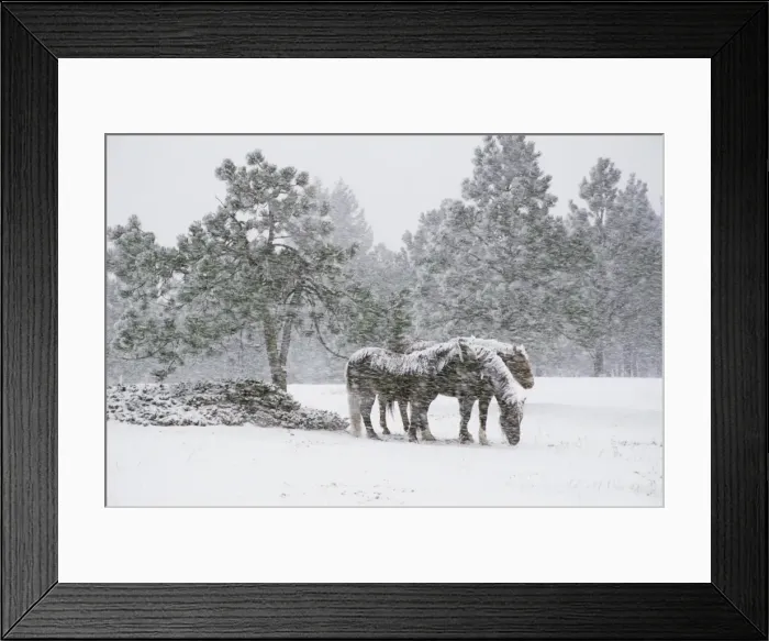 Framed Print : Horses in a snowstorm Framed Print : Horses in a snowstorm