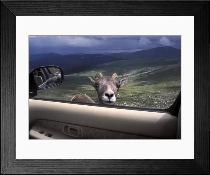 Framed Print : Big horn sheep looking through car window, Mt Framed Print : Big horn sheep looking through car window, Mt