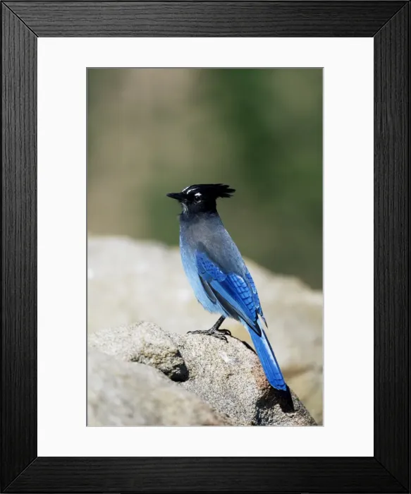 Framed Print : Stellers jay (Cyanocitta stelleri) Framed Print : Stellers jay (Cyanocitta stelleri)