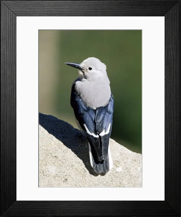 Framed Print : Clarks nutcracker (Nucifraga columbiana) Framed Print : Clarks nutcracker (Nucifraga columbiana)
