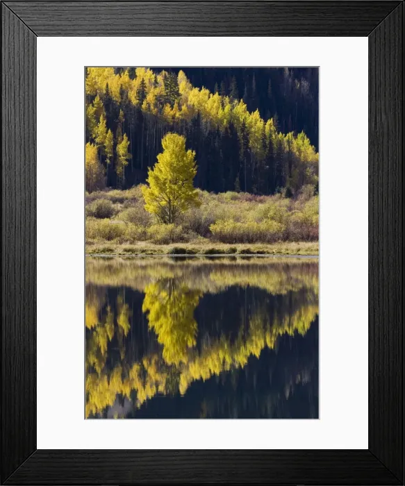 Framed Print : Aspens in fall colors reflected in Crystal Lake