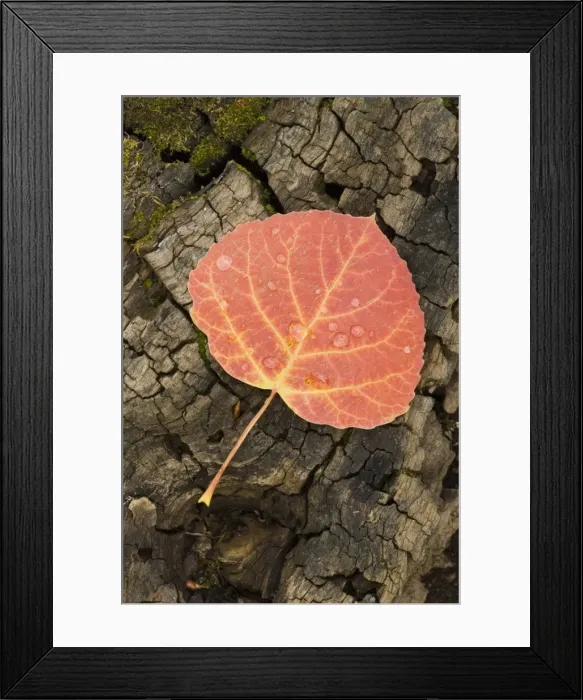 Framed Print : Red aspen leaf with water drops Framed Print : Red aspen leaf with water drops
