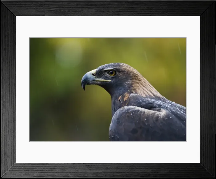 Framed Print : Golden eagle (Aquila chrysaetos) in the rain Framed Print : Golden eagle (Aquila chrysaetos) in the rain