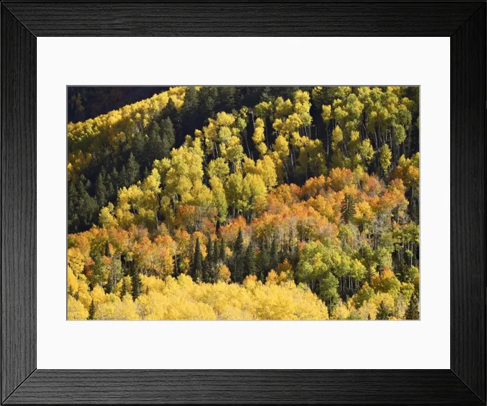Framed Print : Fall color pattern with aspens and evergreens Framed Print : Fall color pattern with aspens and evergreens