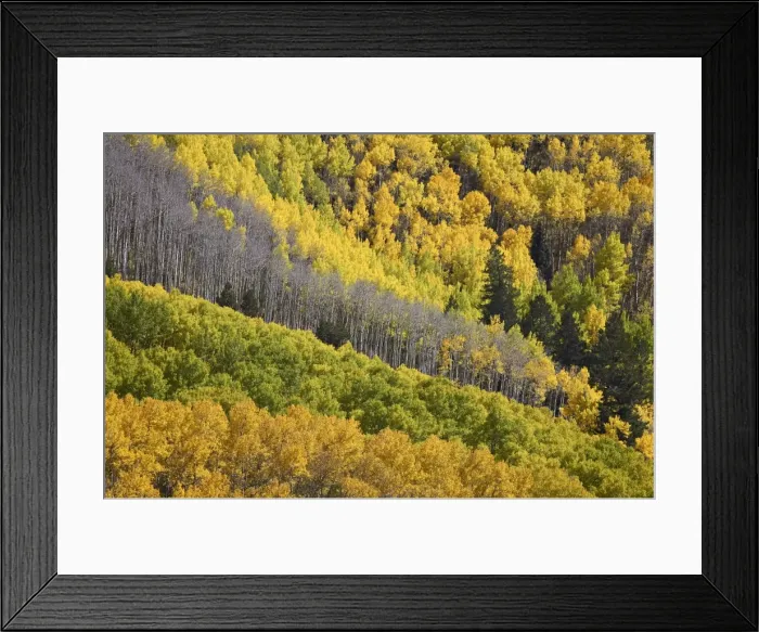 Framed Print : Fall colors of aspens with evergreens Framed Print : Fall colors of aspens with evergreens