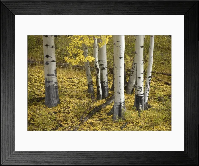 Framed Print : Aspens in fall colors Framed Print : Aspens in fall colors