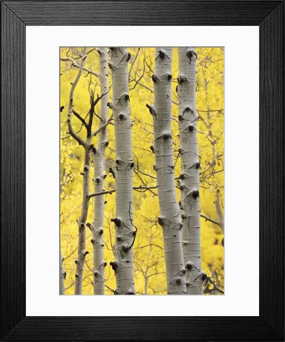 Framed Print : Aspen trunks and fall foliage Framed Print : Aspen trunks and fall foliage