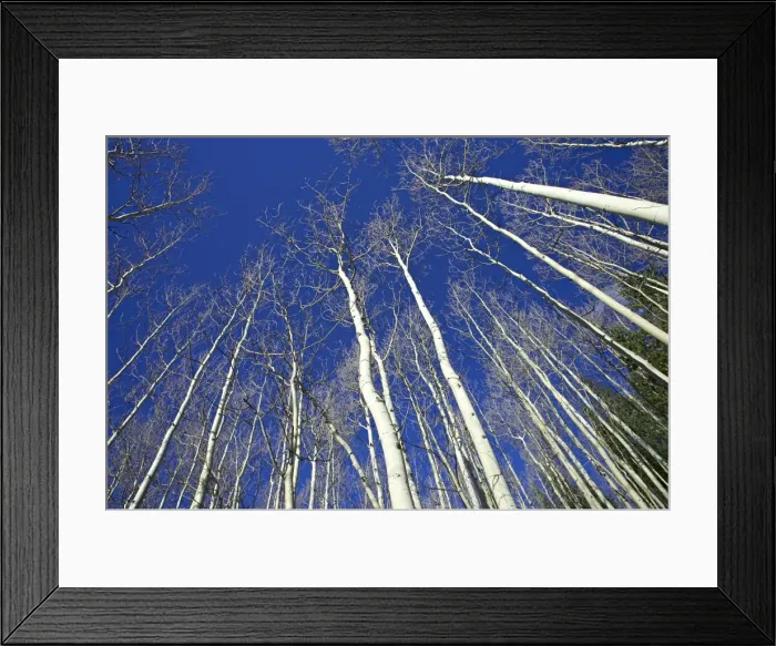 Framed Print : Looking up at bare aspen trunks Framed Print : Looking up at bare aspen trunks
