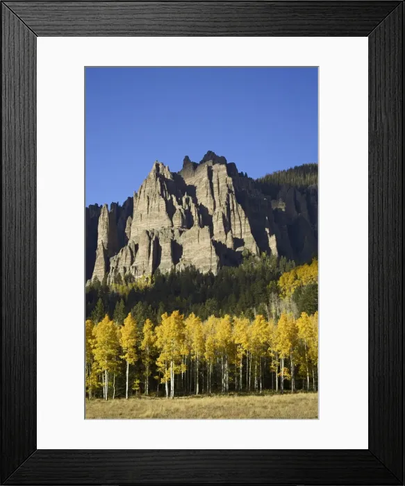 Framed Print : Aspens in fall colors with mountains Framed Print : Aspens in fall colors with mountains