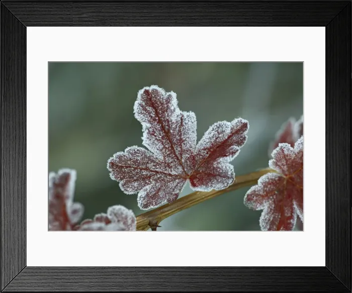 Framed Print : Frosty leaf Framed Print : Frosty leaf