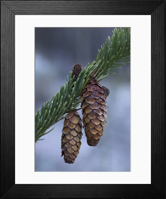 Framed Print : Spruce cones on a single branch Framed Print : Spruce cones on a single branch
