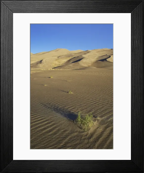 Framed Print : Sand dunes with grasses and ridges in foreground Framed Print : Sand dunes with grasses and ridges in foreground