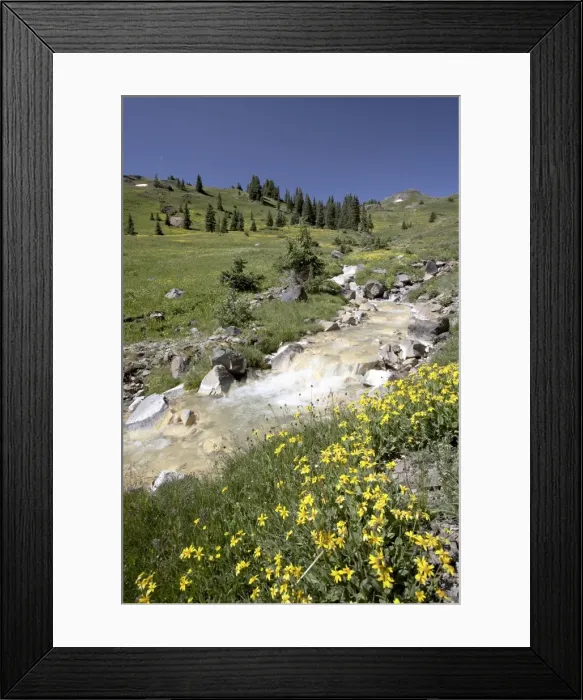 Framed Print : Mountain stream through Palmeto Gulch with golden aster Framed Print : Mountain stream through Palmeto Gulch with golden aster