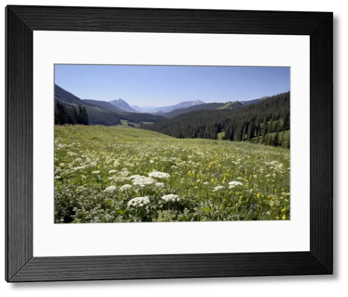 Framed Print : Cow parsnip Framed Print : Cow parsnip