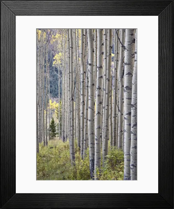 Framed Print : Aspen grove with early fall colors Framed Print : Aspen grove with early fall colors