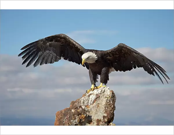 Bald eagle (Haliaeetus leucocephalus) perched with spread wings