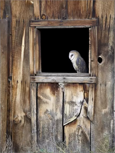 Captive barn owl (Tyto alba) in barn window