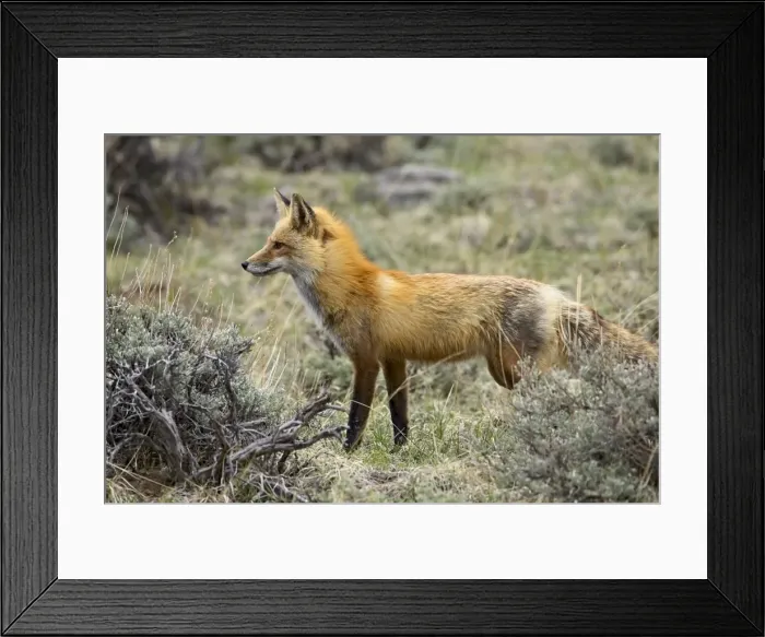 Framed Print : Red fox (Vulpes fulva) Framed Print : Red fox (Vulpes fulva)