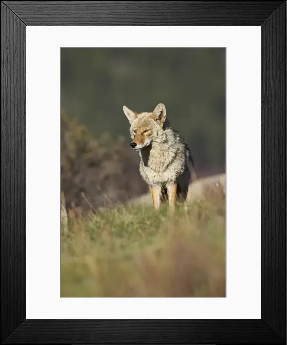 Framed Print : Coyote (Canis latrans) Framed Print : Coyote (Canis latrans)
