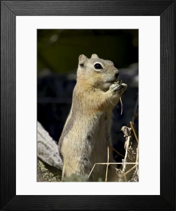 Framed Print : Golden-mantled squirrel (Citellus lateralis) sitting up and eating Framed Print : Golden-mantled squirrel (Citellus lateralis) sitting up and eating