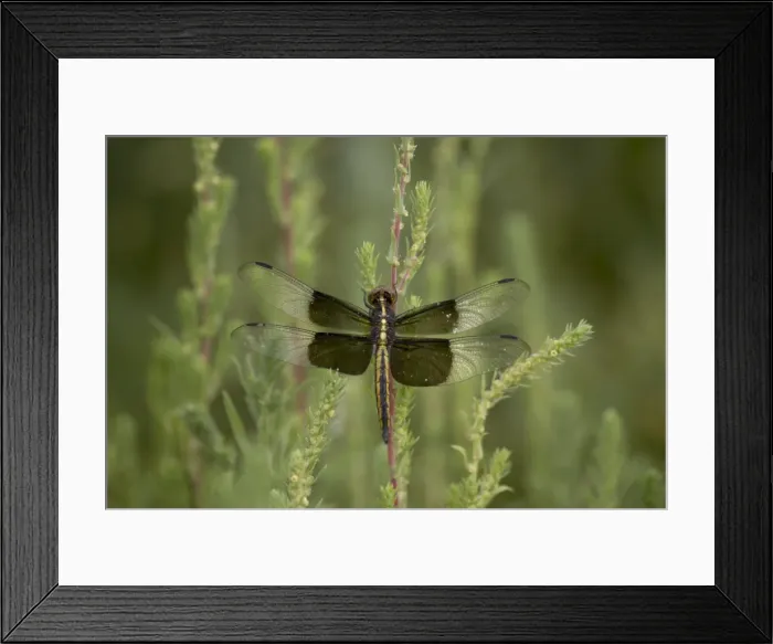 Framed Print : Widow dragonfly or widow damselfly (Libellula luctuosa) perched Framed Print : Widow dragonfly or widow damselfly (Libellula luctuosa) perched