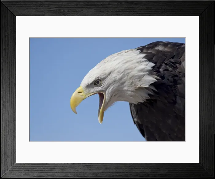 Framed Print : Bald eagle (Haliaeetus leucocephalus) vocalizing Framed Print : Bald eagle (Haliaeetus leucocephalus) vocalizing
