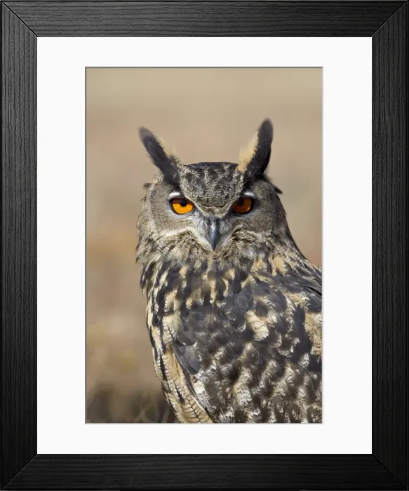 Framed Print : Eurasian eagle owl (Bubu bubo) in captivity Framed Print : Eurasian eagle owl (Bubu bubo) in captivity