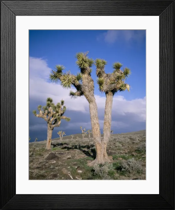 Framed Print : Joshua trees near Death Valley Framed Print : Joshua trees near Death Valley