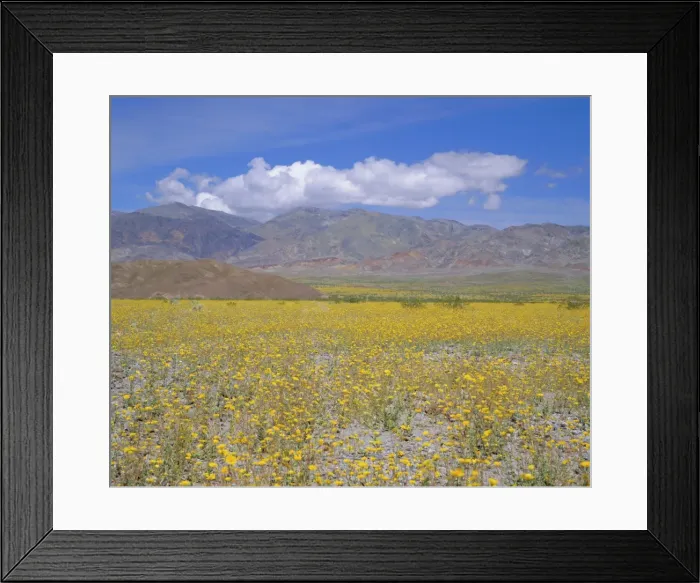 Framed Print : Desert Gold (Geraea canescens) flowers Framed Print : Desert Gold (Geraea canescens) flowers