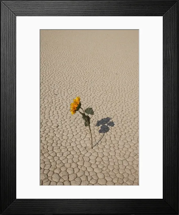 Framed Print : Sunflower in dried land Framed Print : Sunflower in dried land