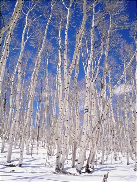 Aspen trees during winter