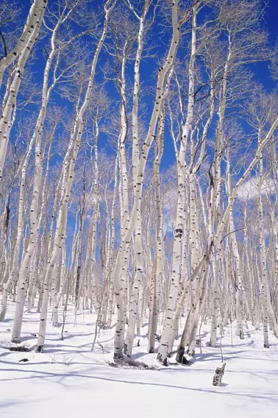 Aspen trees during winter